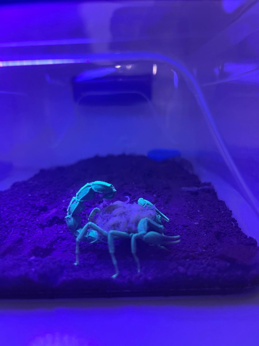Femelle Androctonus crassicauda élevée en captivité portant ses petits sous UV